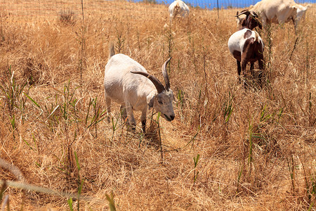 防火隔离带摄影照片_山羊聚集在山坡上吃干草
