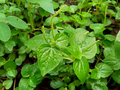 灌木植物摄影照片_具有自然背景的 Peperomia pellucida（接骨木胡椒、闪亮的灌木植物和人对人）。