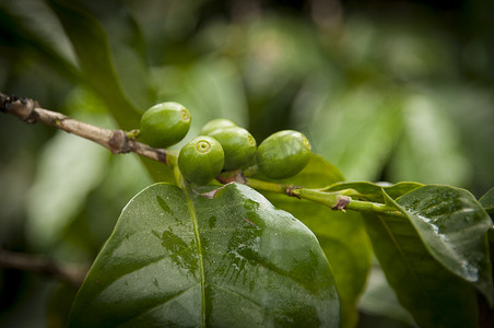 危地马拉农场咖啡树上种植的咖啡