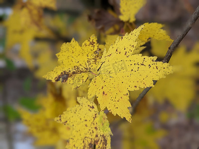 秋天的季节性颜色变化 o 树叶变黄