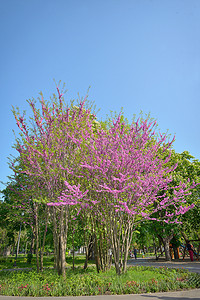 Cercis siliquastrum犹大树