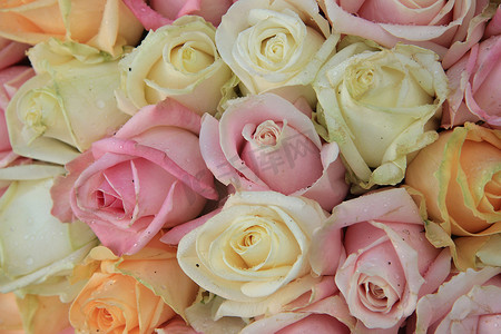婚礼安排中的淡色玫瑰