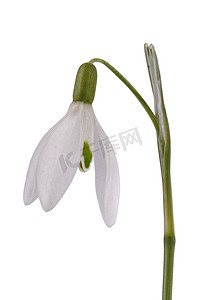 白色背景上的雪花莲 (Galanthus nivalis)