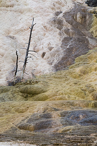 猛犸温泉的枯树（黄石国家公园）