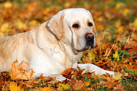 秋天公园里可爱的黄色拉布拉多犬