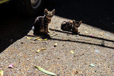 天猫淘宝年货节摄影照片_一对流浪猫