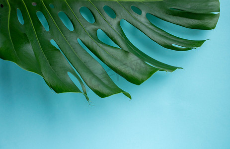 蓝色背景上的绿色龟背竹叶