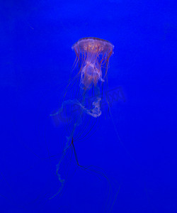 美杜莎水母水下潜水照片埃及红海