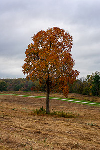 一棵孤独的橙树在秋天在开阔的田野