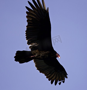 天空中一只秃鹰的孤立照片