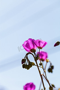 岩石马齿苋花Calandrinia grandiflora明亮的桃​​红色花
