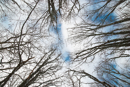 秃树摄影照片_与蓝天和云彩的冬天树上面。