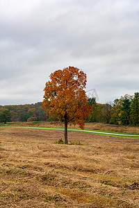 一棵孤独的橙树在秋天在开阔的田野