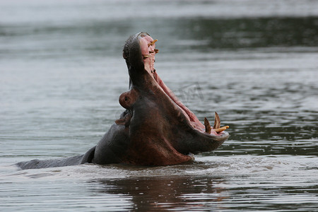 非洲河水河马中的野生河马 (Hippopotamus amphibius