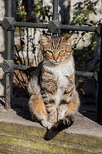 另一张无家可归的流浪猫的画像