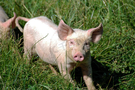 一些小猪在草地上奔跑