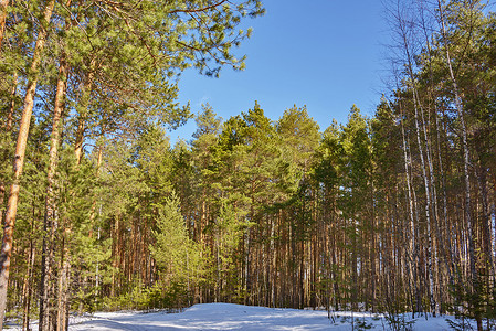 蓝天下，明媚的阳光照亮了森林中雪路上的松树。