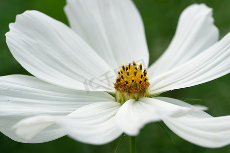 花园小波斯菊，Cosmos bipinnatus