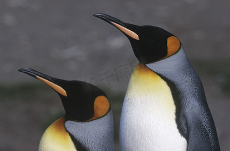 英国南乔治亚岛两只王企鹅并排站立，特写侧视