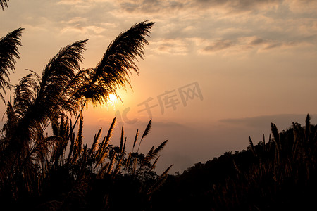 甘蔗花日出、秀丽蓝天和云彩在白天在泰国