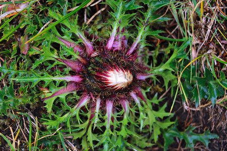 Cirsium v​​ulgare、矛蓟、公牛蓟、普通蓟、短命的蓟植物，有脊尖的有翼茎和叶，粉紫色头状花序，有选择的焦点。