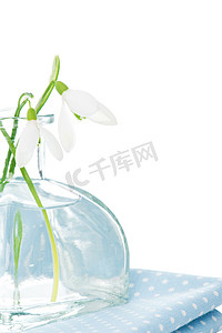 蓝色雪点摄影照片_透明花瓶中的新鲜雪花莲