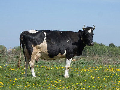 夏季草地上的黑白母牛