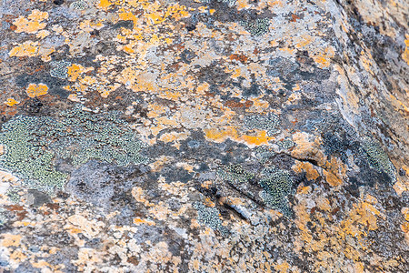 冰岛的辫子和地衣在冰冷的气候下生长在岩石上