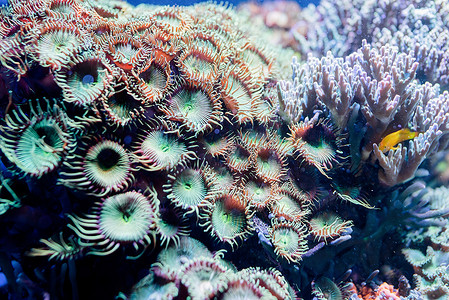 水下藻类摄影照片_海洋中的海洋植物和藻类的水下图像