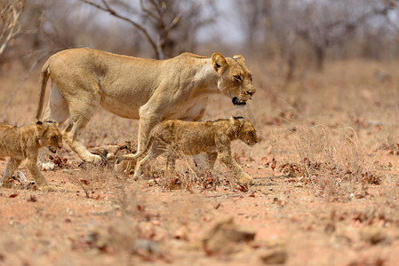 狮子与幼崽