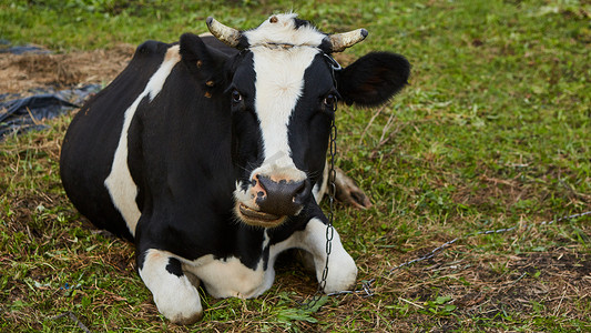 一头好奇的奶牛站在她的牧场上。