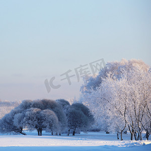 天气下雪摄影照片_树上的白霜