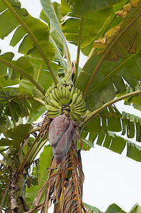 香蕉芽和束