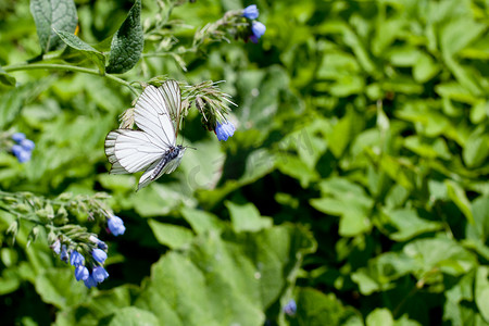 欧式蝴蝶花边摄影照片_绿色的蓝色花和白色蝴蝶