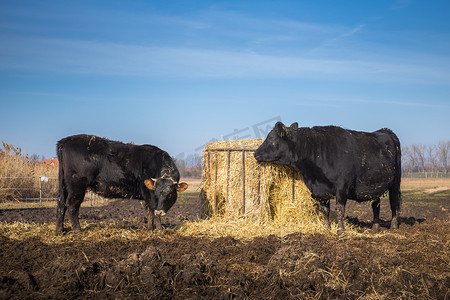 两只黑牛在泥里吃草，靠近装满干草的喂食器，捷克共和国，欧洲。