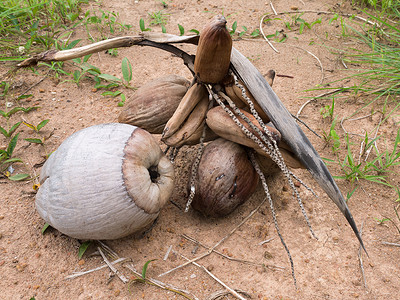 新鲜的有机棕色椰子。