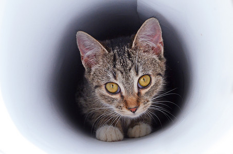 隧道里的小猫