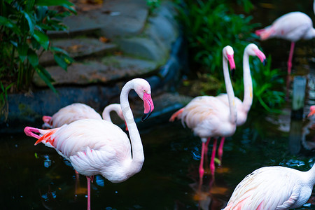 动物园池塘里的粉红色火烈鸟群