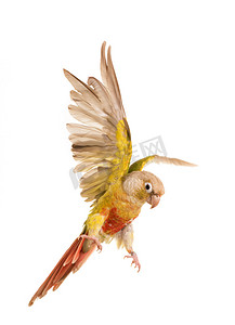 羽毛png透贴摄影照片_飞翔的绿颊长尾小鹦鹉