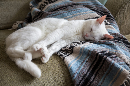 白猫在沙发上伸懒腰
