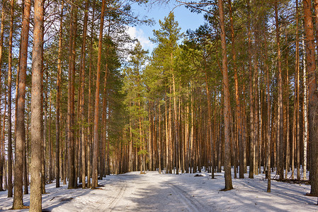 蓝天下，明媚的阳光照亮了森林中雪路上的松树。