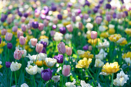 春天郁金香花摄影照片_阳光明媚的早晨，郁金香田上鲜艳的郁金香花