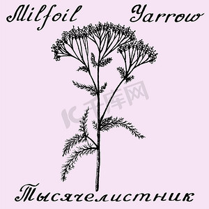 亚罗 Achillea millefolium 手绘草图植物插图