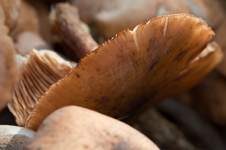 森林中的蜂蜜木耳蘑菇
