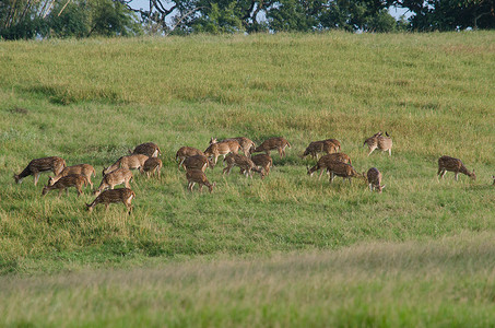 梅花鹿摄影照片_Chital、Cheetal、梅花鹿、Axis 鹿在草原上漫步