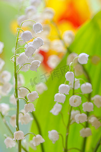 铃兰 (Convallaria Majalis)