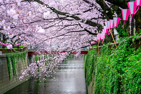 日本东京目黑河沿岸的樱花排