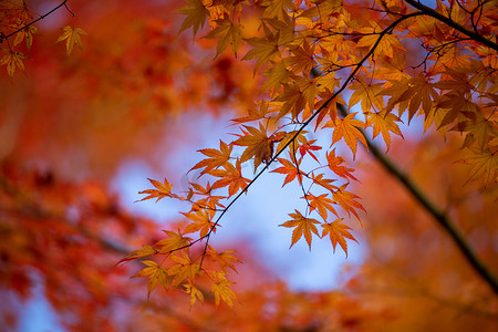 秋叶充满活力的红色和橙色背景或横幅