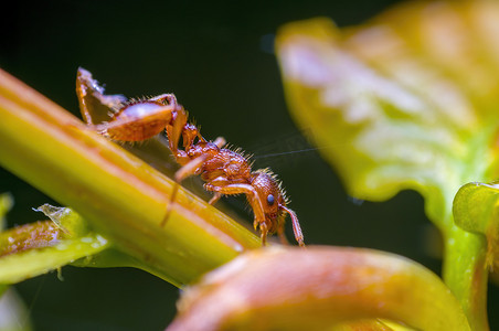 植物身份证摄影照片_草地上植物上的一只小蚂蚁昆虫