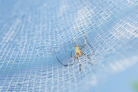 蜘蛛网上的宏观蜘蛛